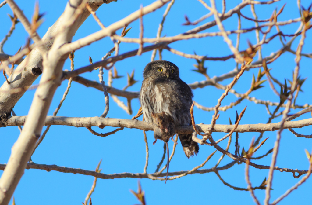 northern pygmy owl perched in tree holding a rat