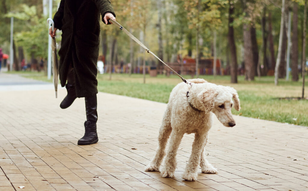 dog pulling on leash while on a walk with guardian