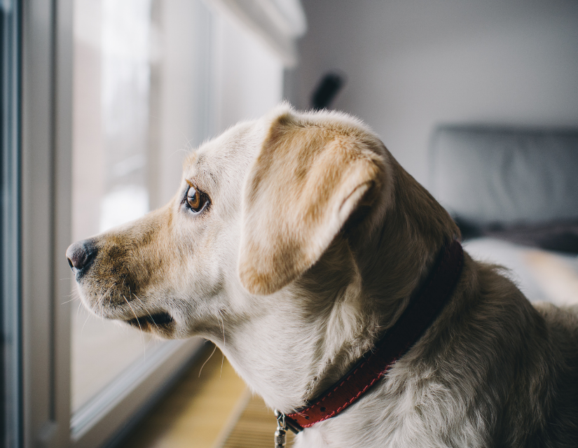 dog looking at the window, separation anxiety training