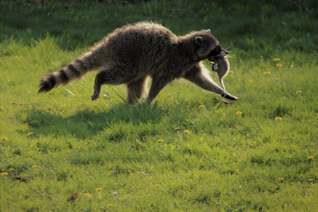 Raccoon carrying newborn kit in mouth