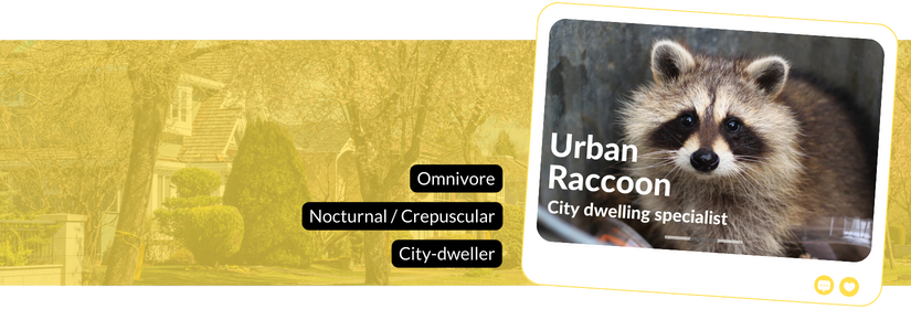 urban raccoons omnivore urban wildlife city-dwellers