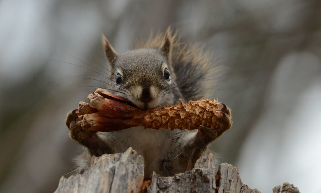 red squirrel