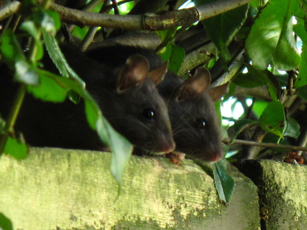 two mice hiding in bushes