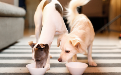 two family dogs eating but one is wanting the other one meal