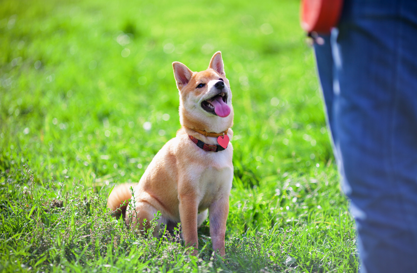 Wild at Heart dog training